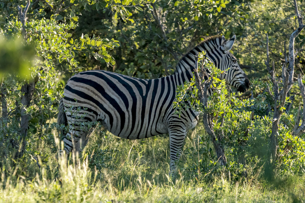 Zebra im Bwabwata Nationalpark