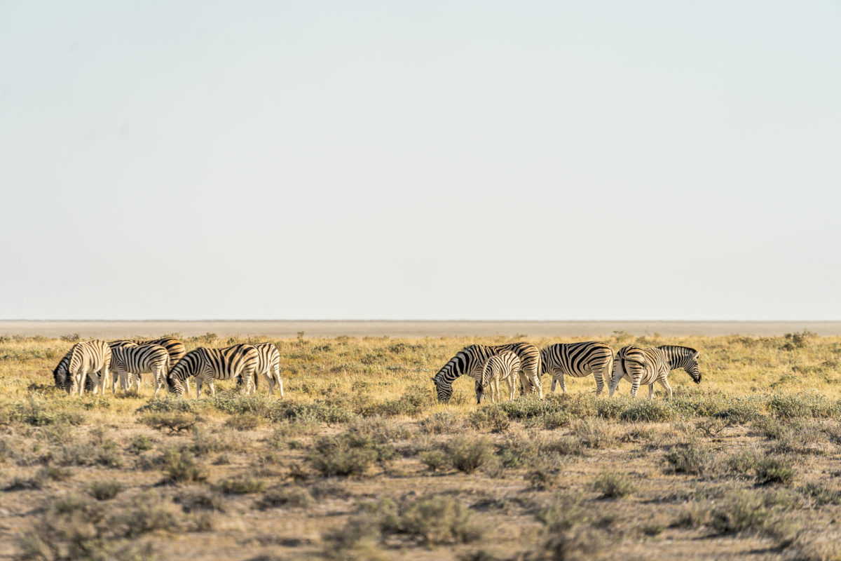 Zebras Safari