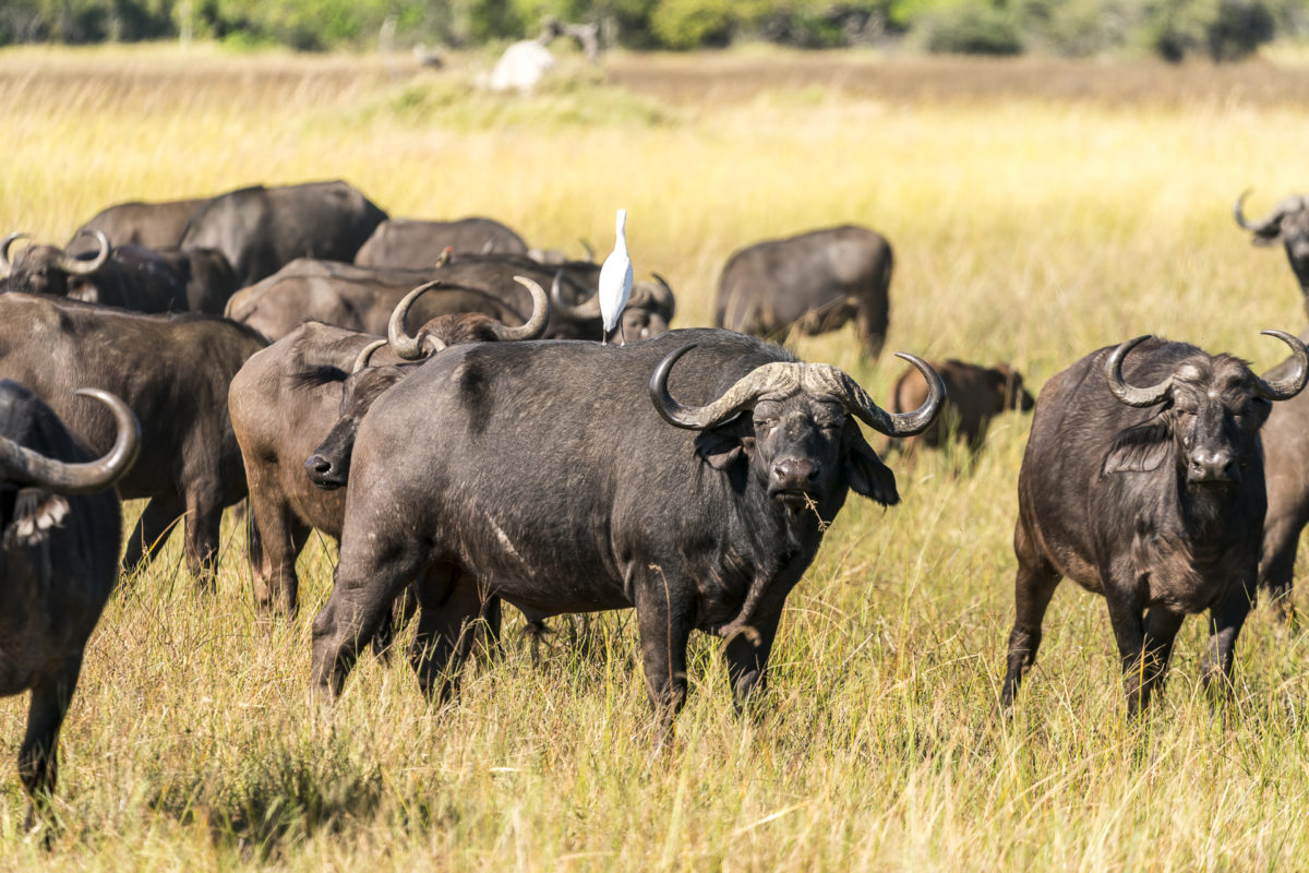 Büffel Okavango Delta