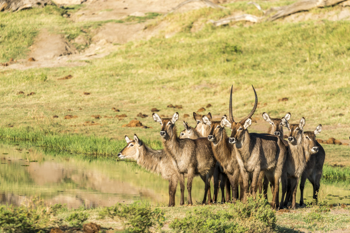 Chobe River Wasserböcke