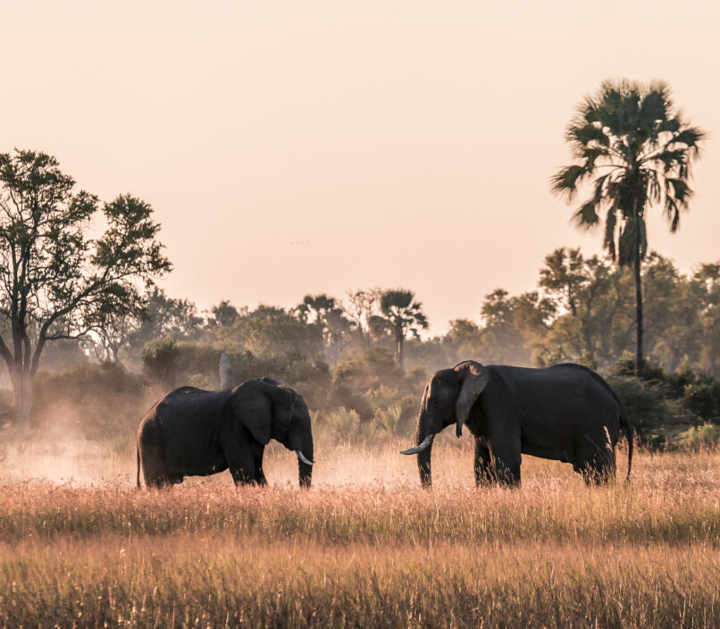 Elefanten Sonnenuntergang