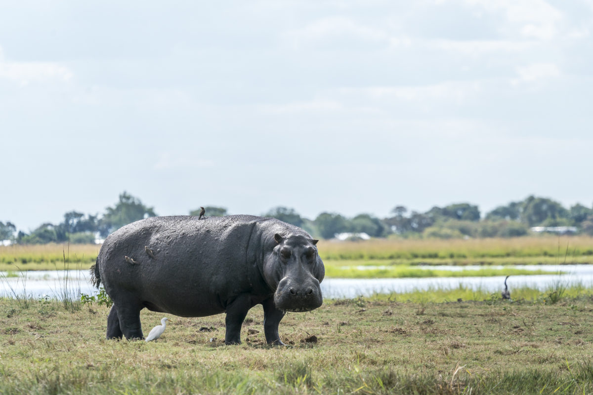 Hippo Chobe River