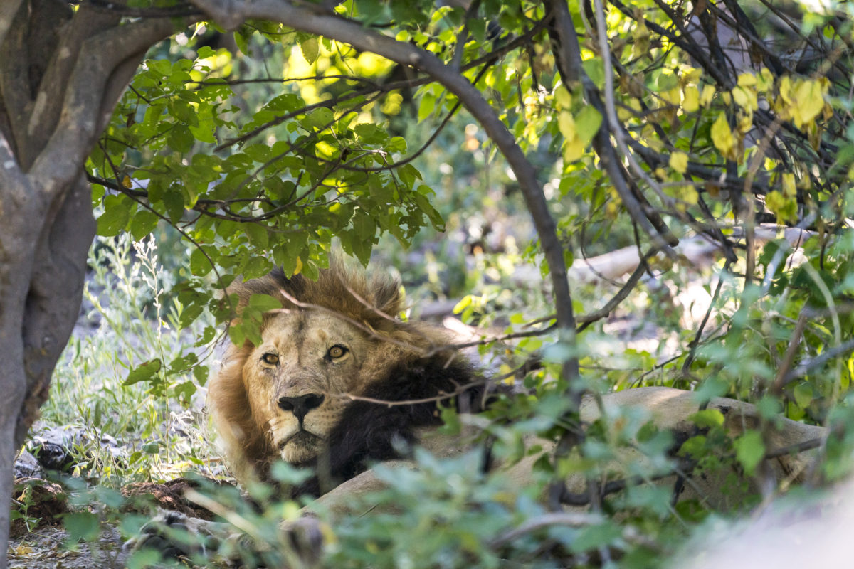 Löwe Okavango Delta