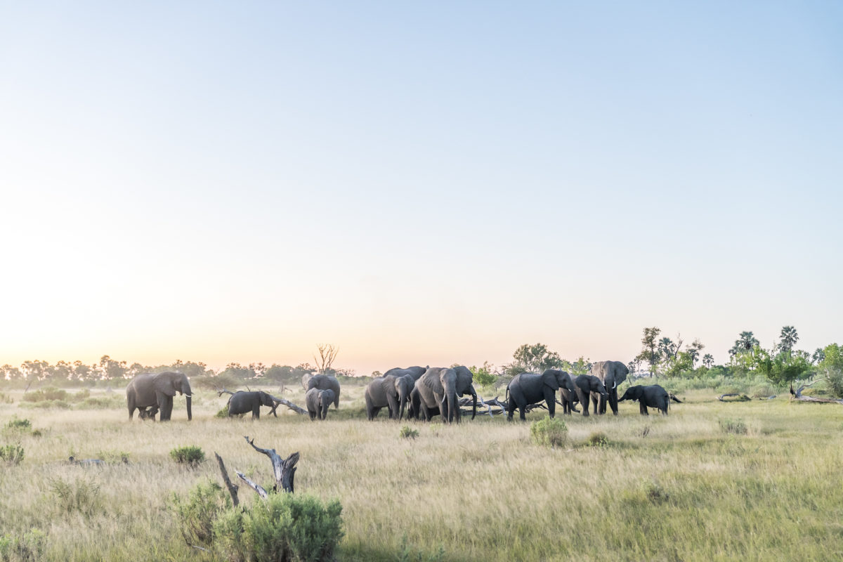 Okavango Delta Elefantenherde