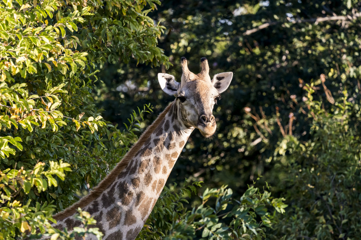 Botswana Safari Giraffe