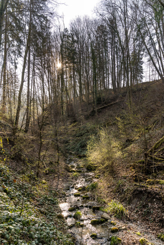 Waldspaziergang Zürich