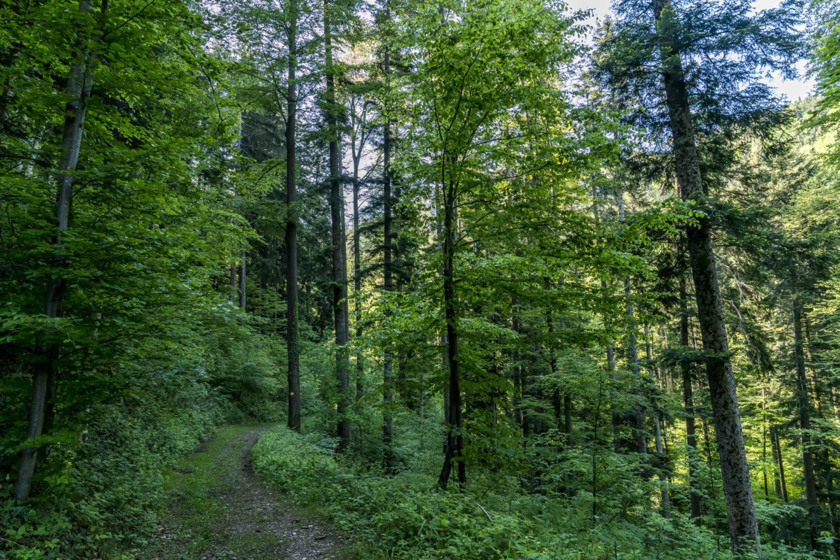 Neckertaler Höhenweg Etappe 1 Wald