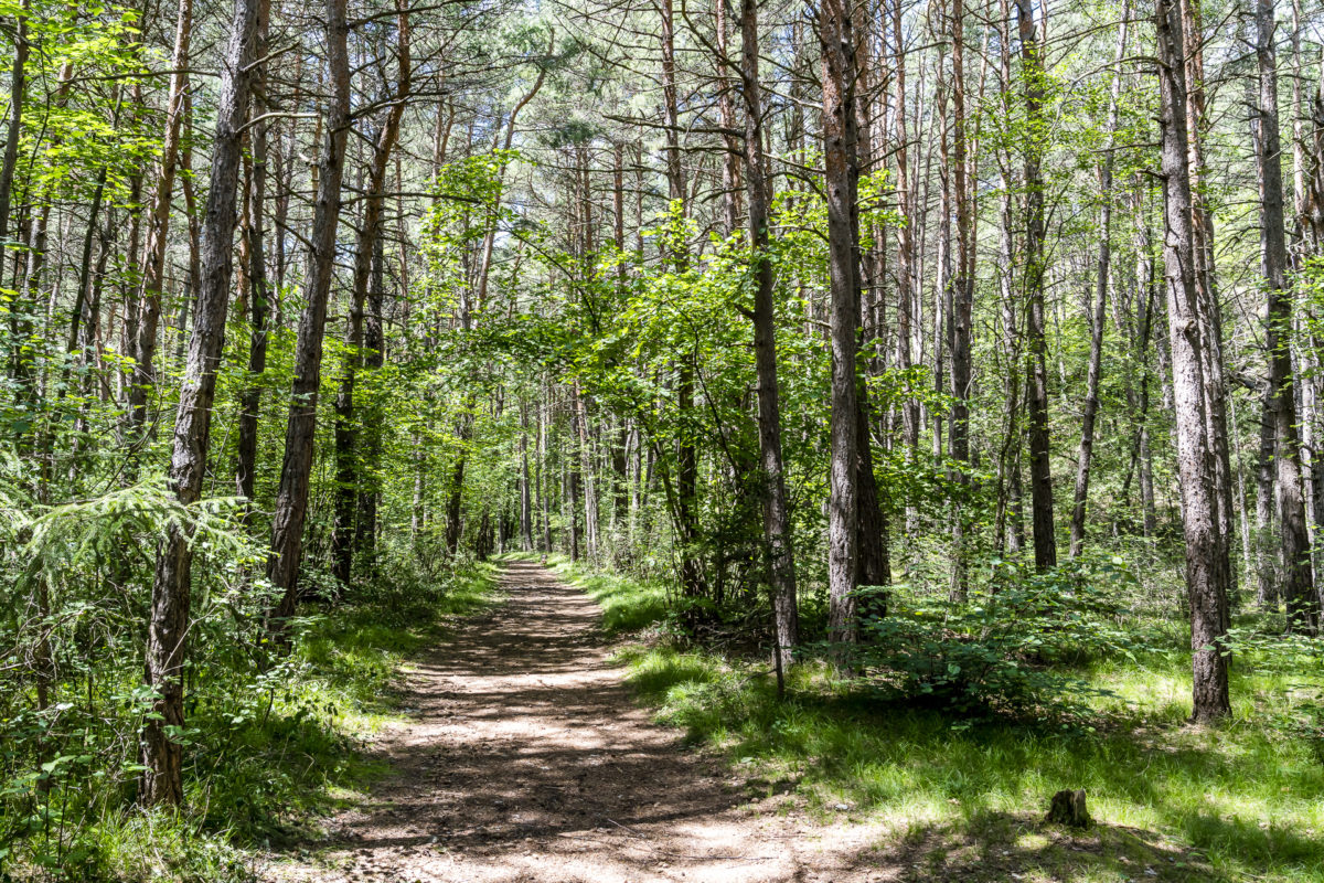 Pfynwald Landschaft