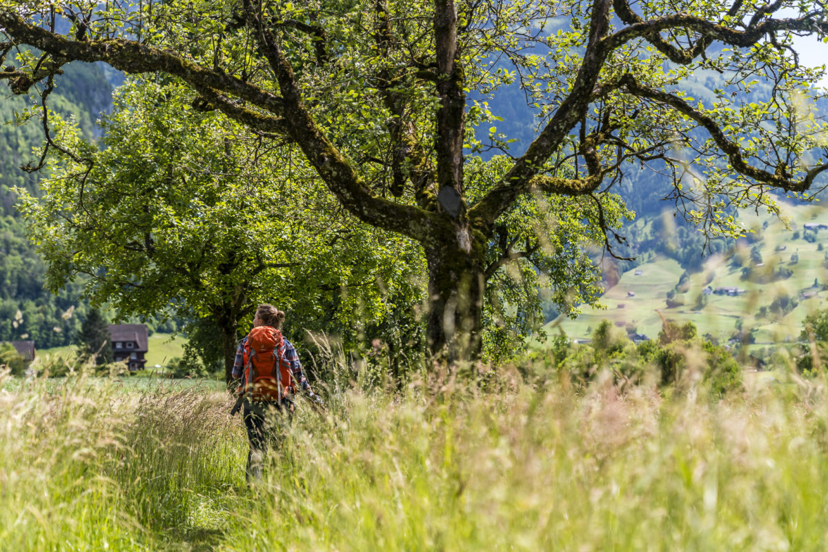 Hike Schwyz - Muotathal