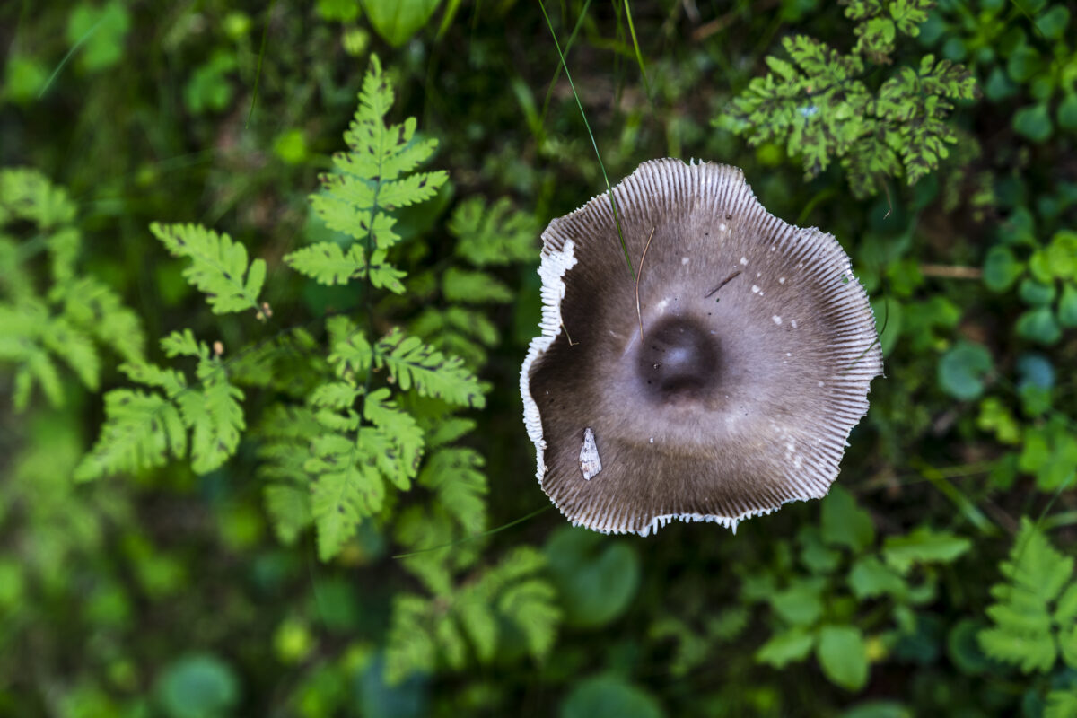 Detailaufnahme Wald