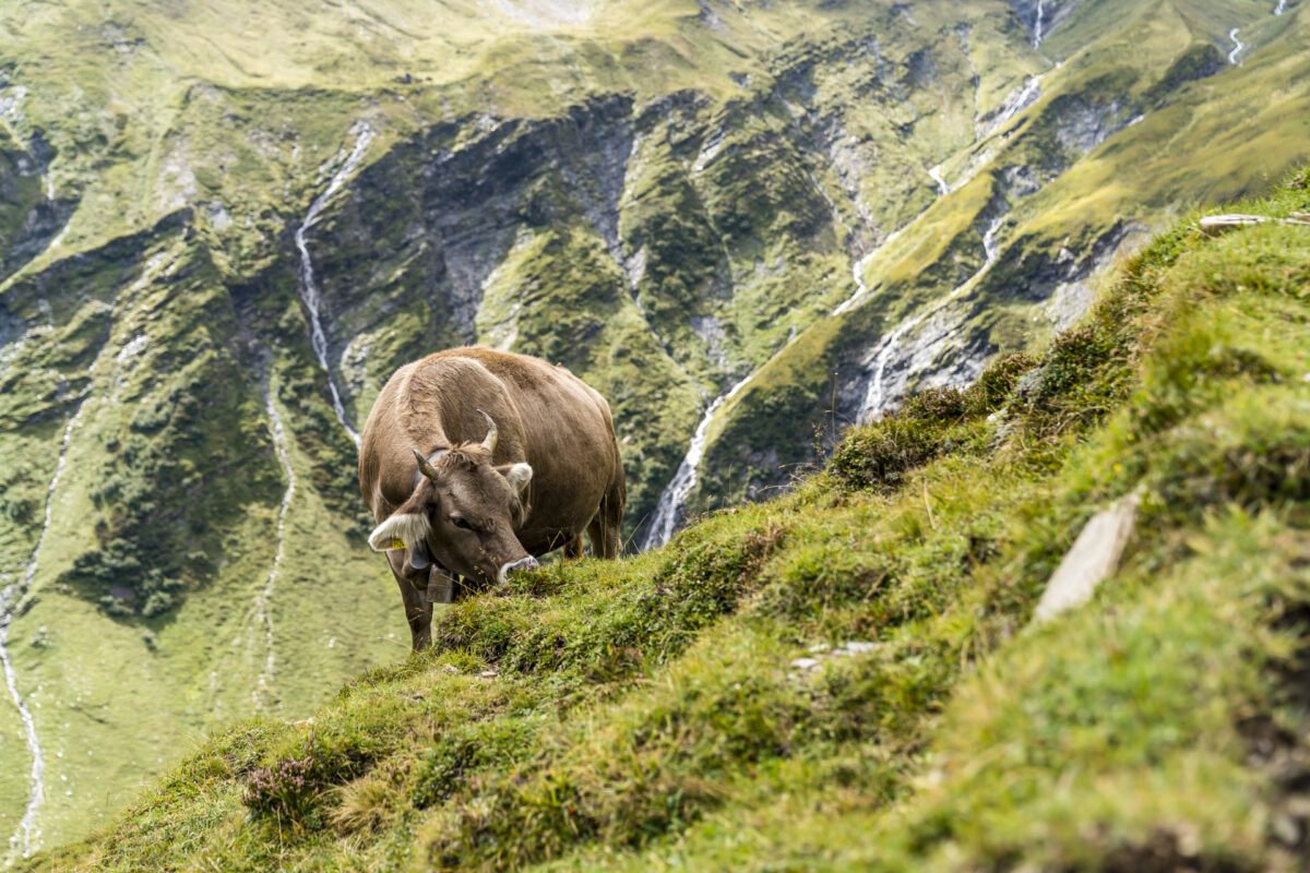 Surselva Alp Kuh