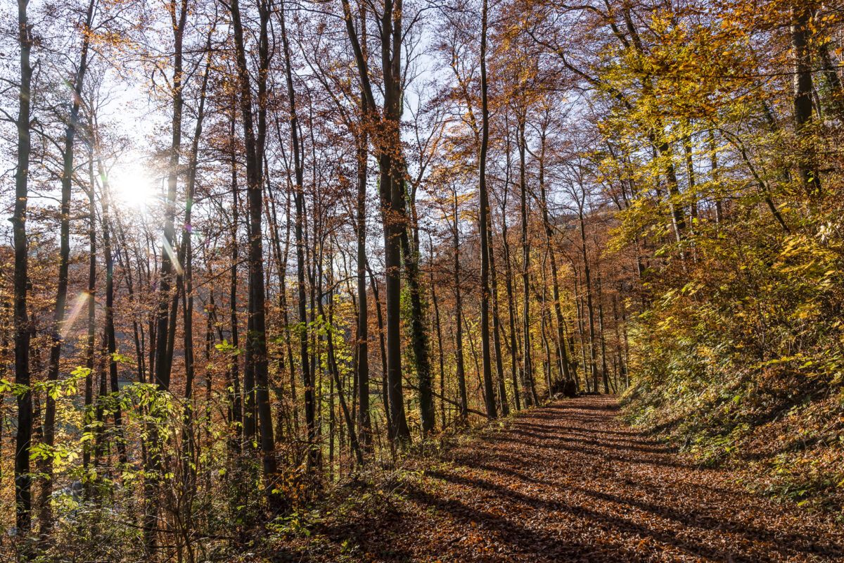Rheintal Herbstwald