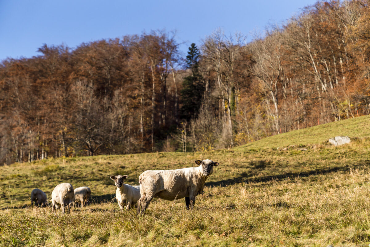 Schafe im Rheintal