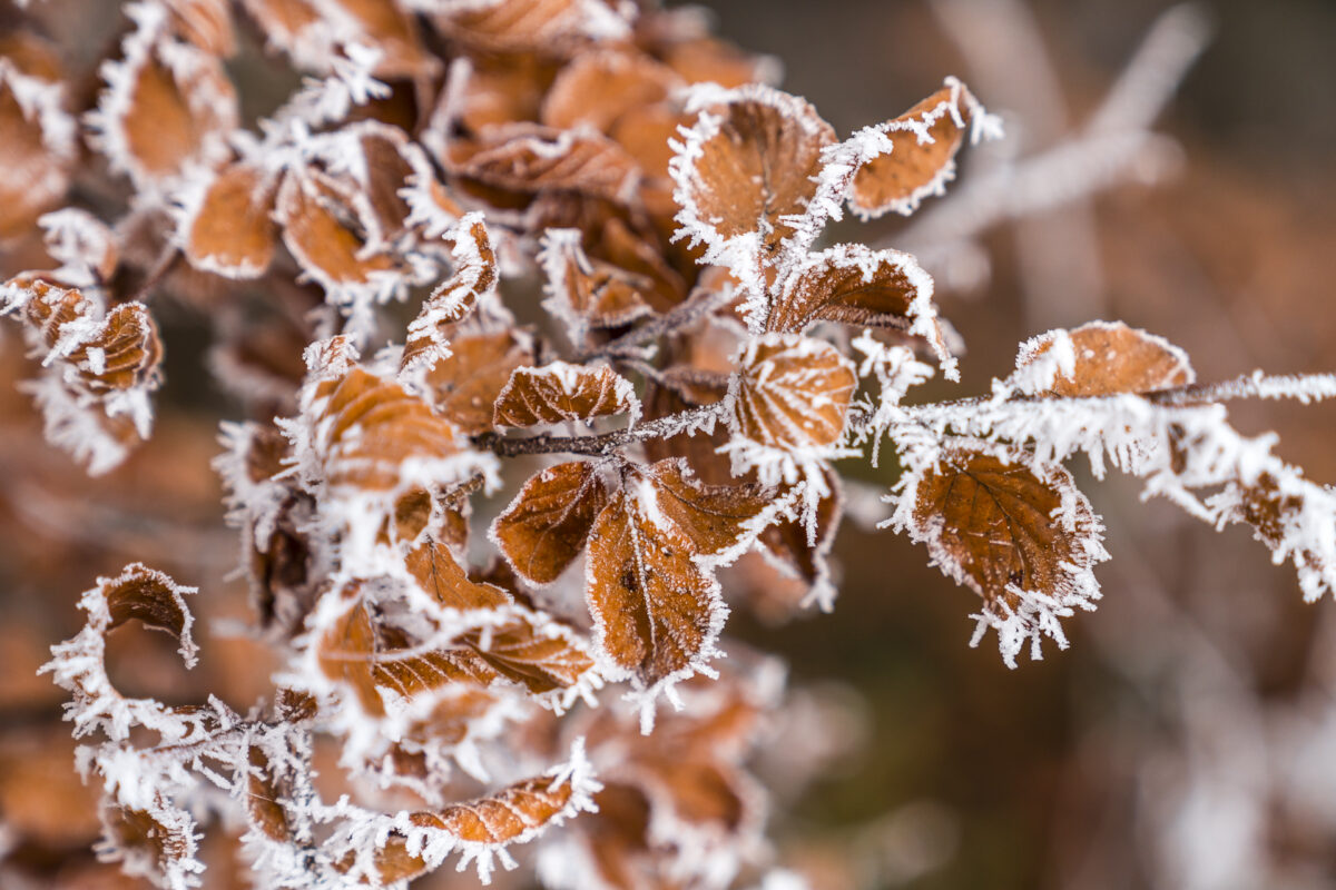 Frost an Blätter