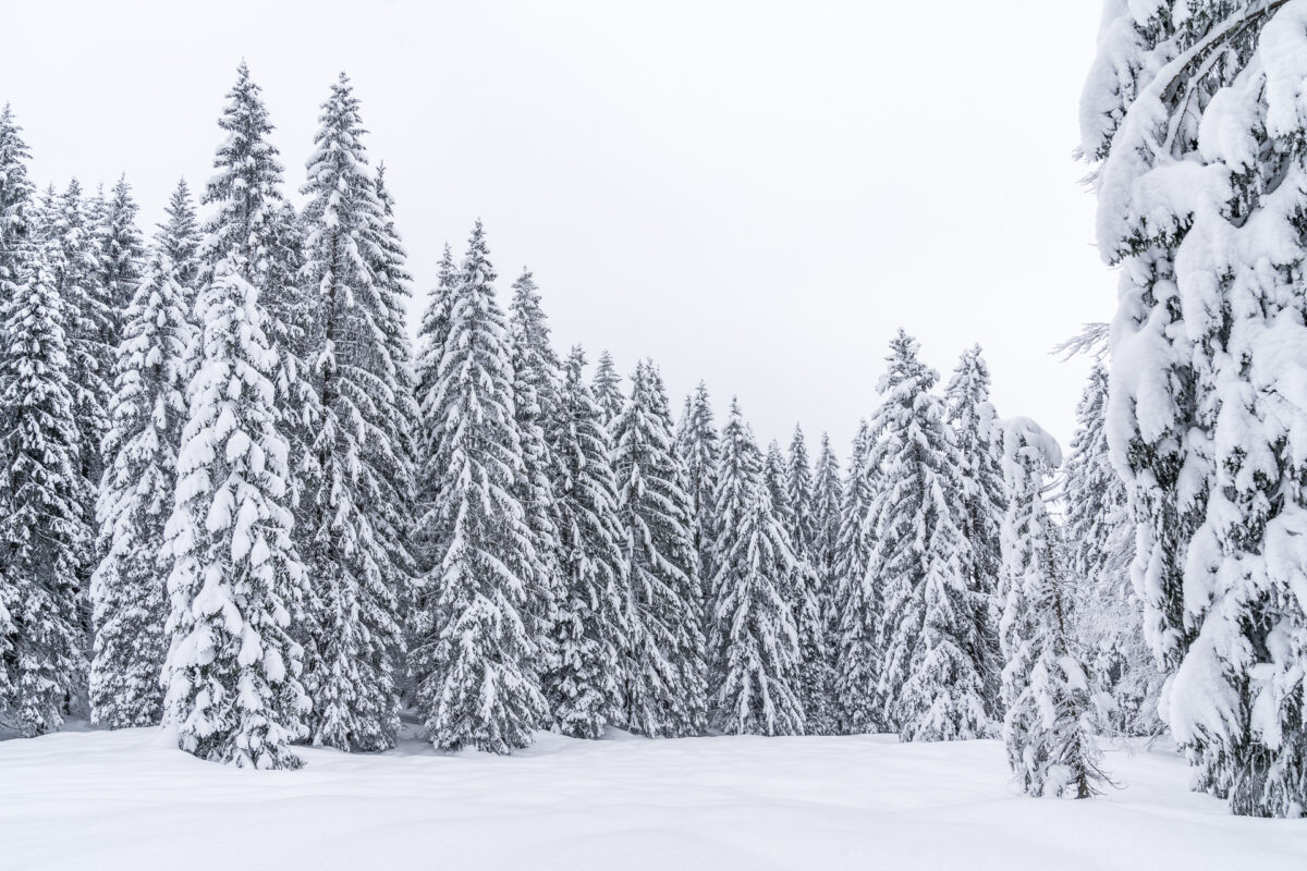 Tannen Appenzell Winter