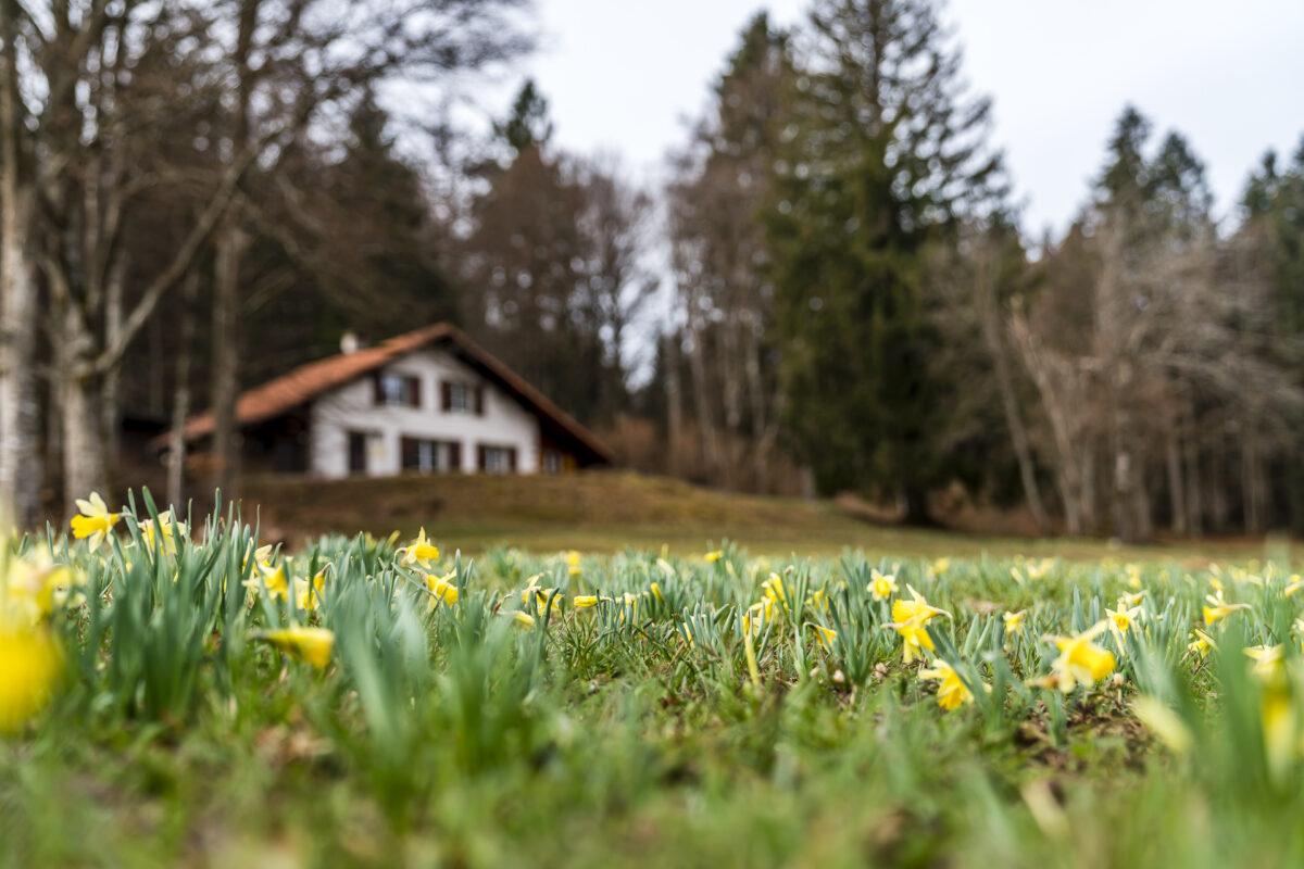 Osterglocken am Mont Sujet