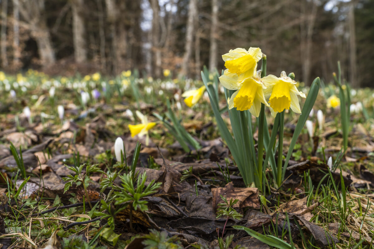 Blossom Daffodils