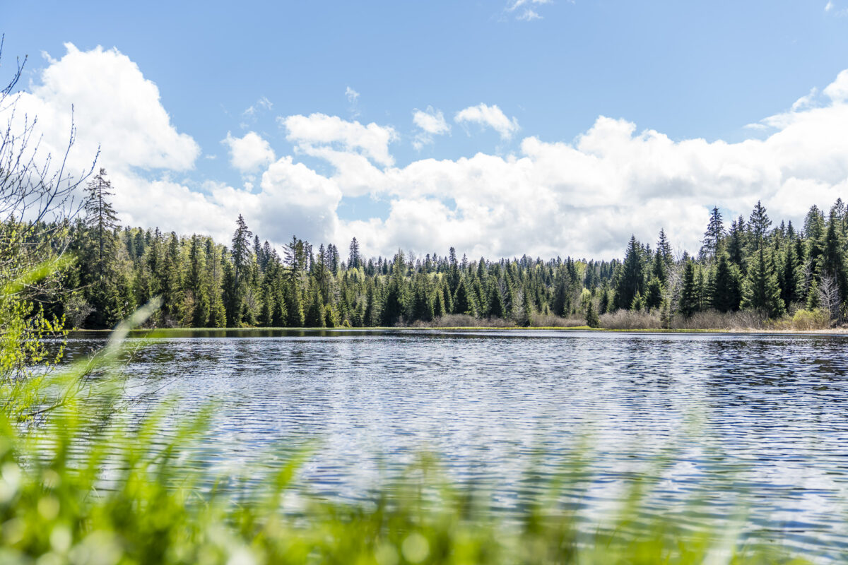 Etang des Royes Jura