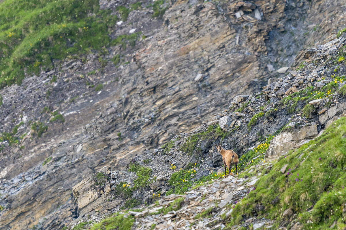 Mont de la Fouly Wild