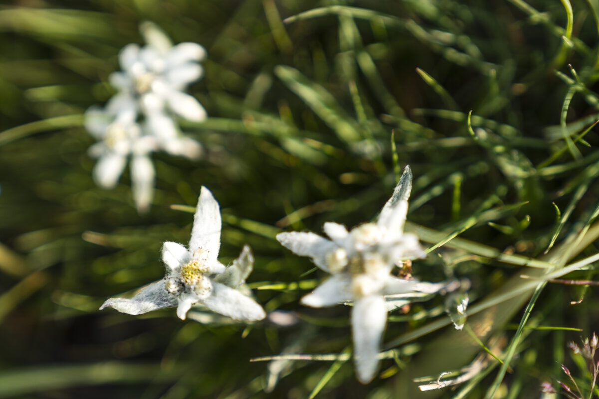 Edelweiss