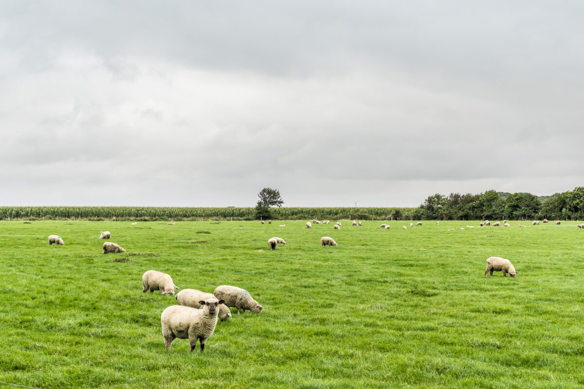 Schafe auf Föhr