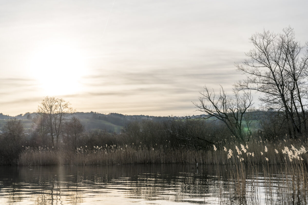 Ufer Hallwilersee