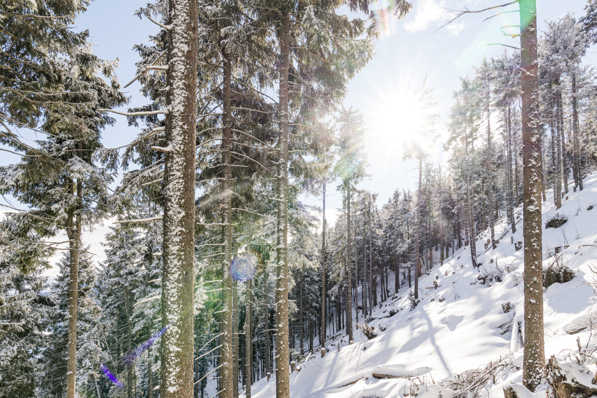 Sonnenstrahlen im Winterwald