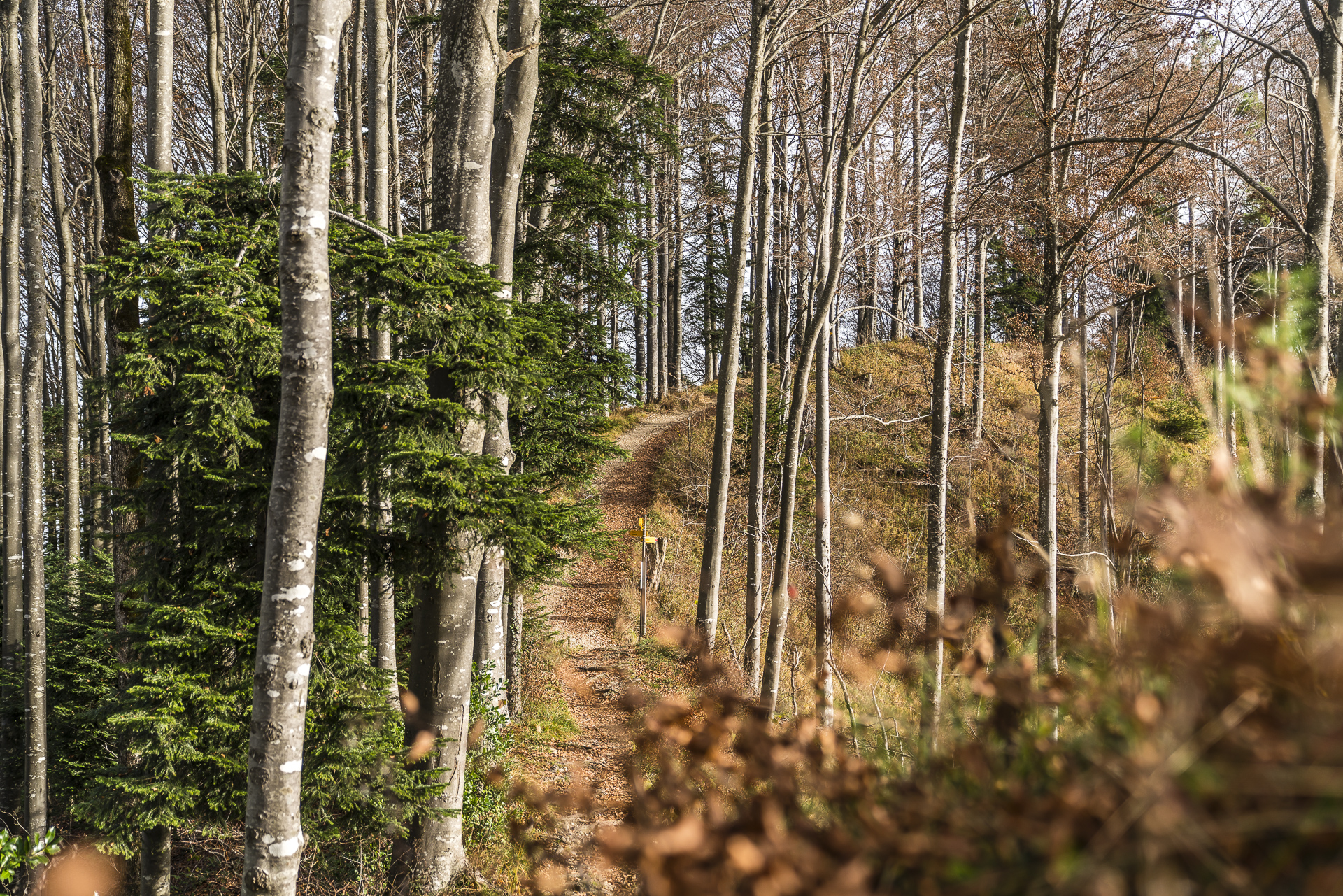 Wanderung aufs Hörnli