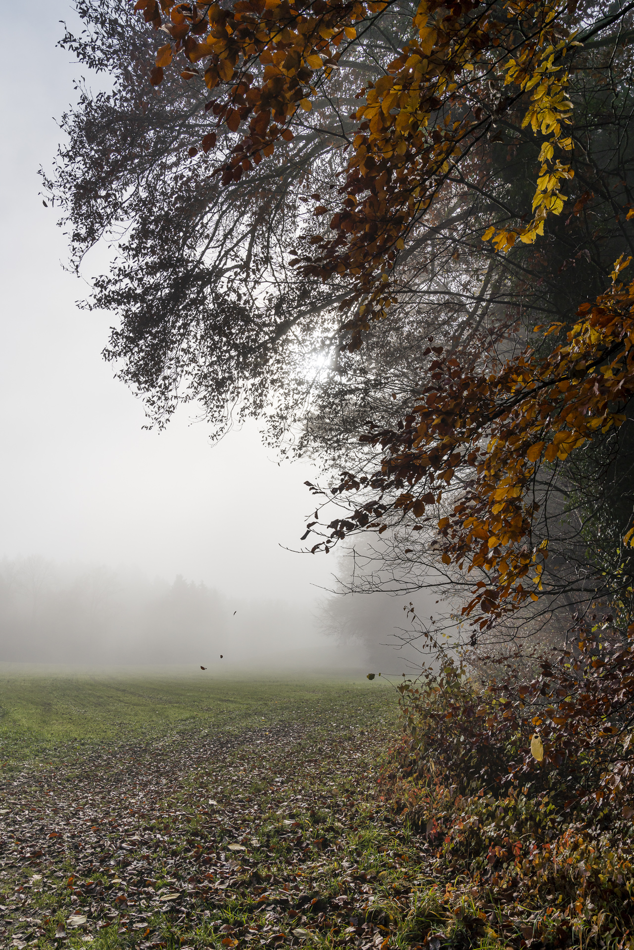 Wanderung Adetswil Rosinli