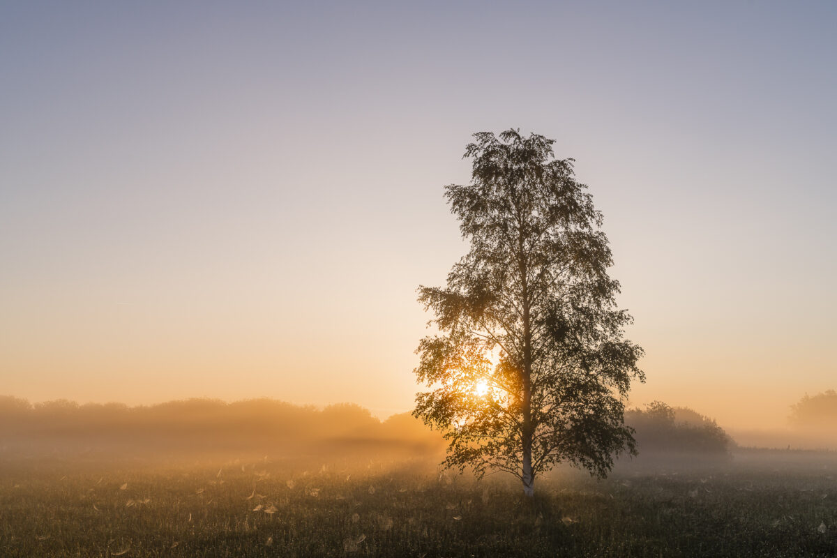 Federsee Morgenstimmung