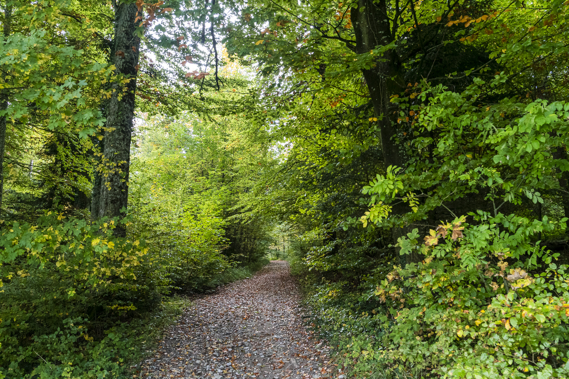 Wald im Seetal Aargau