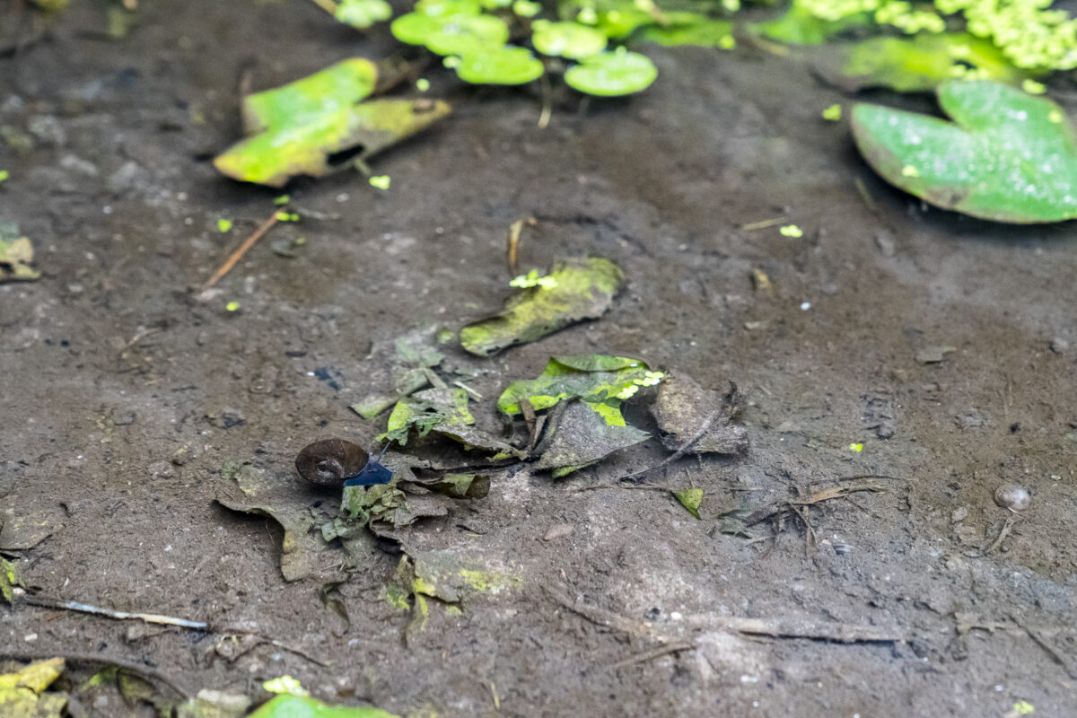 Flussschnecke Uckermark