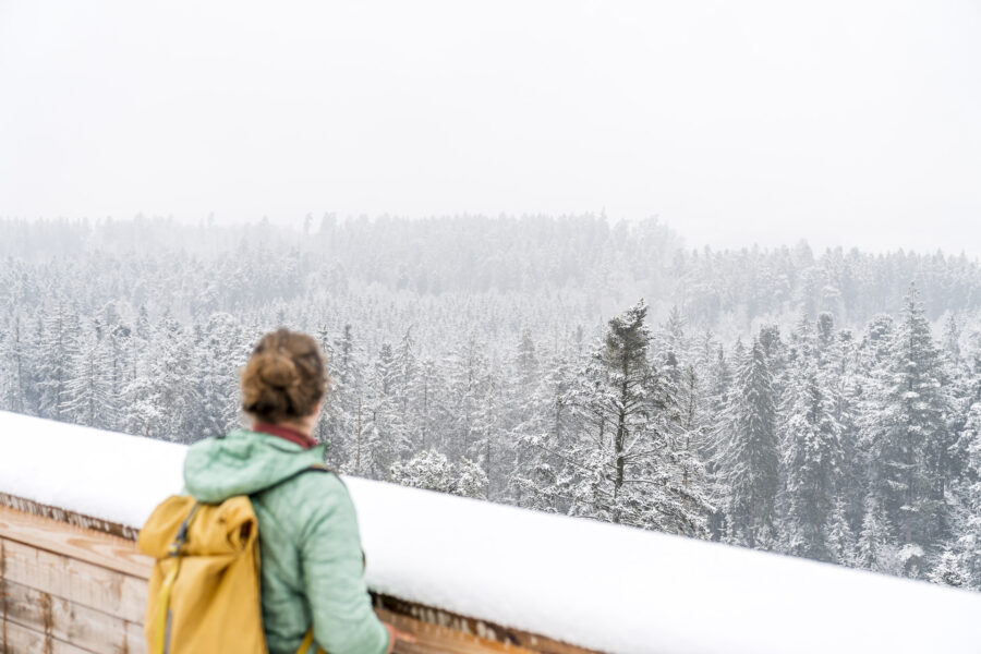 Hike to the Hardwaldturm: from Kloten via the observation tower to Wallisellen