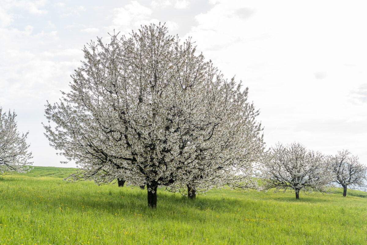 Kirschbaum Blütezeit