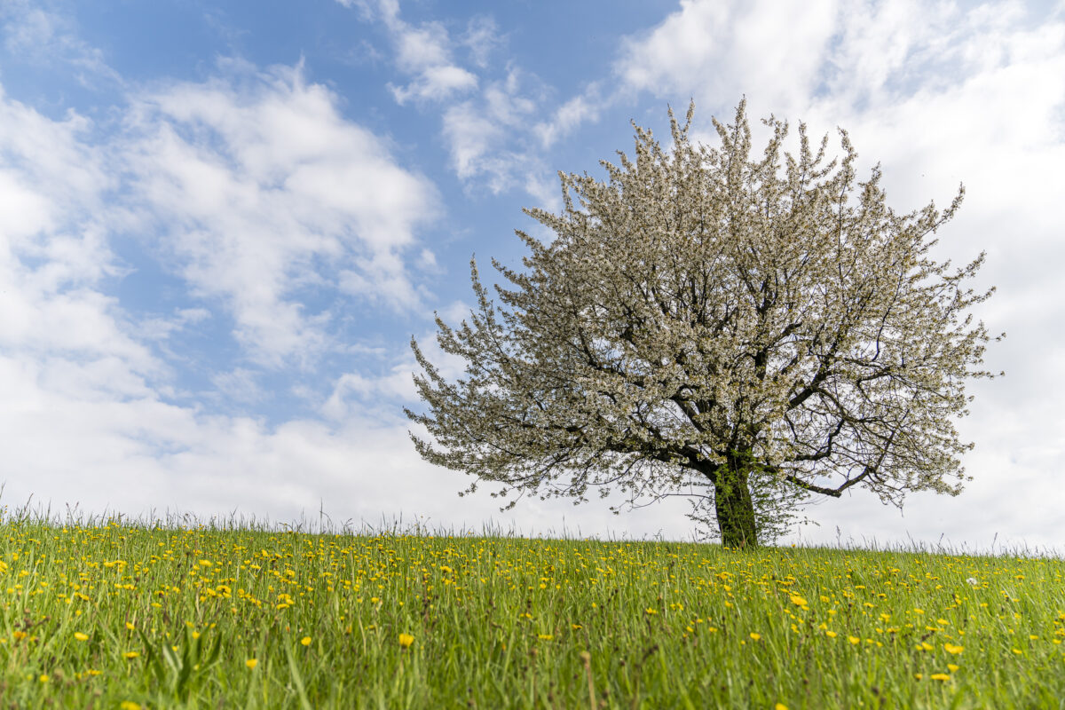 Blossoming Cherry Tree