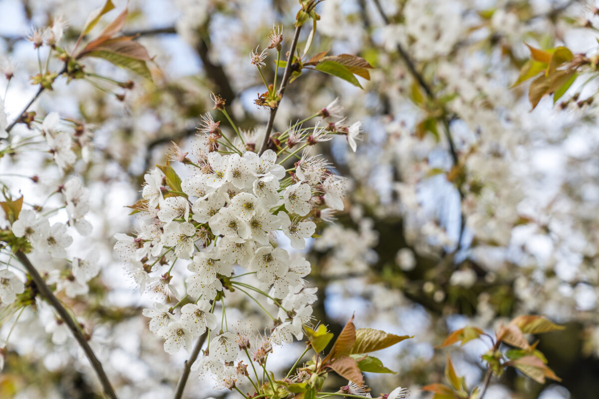 Kirschblüte