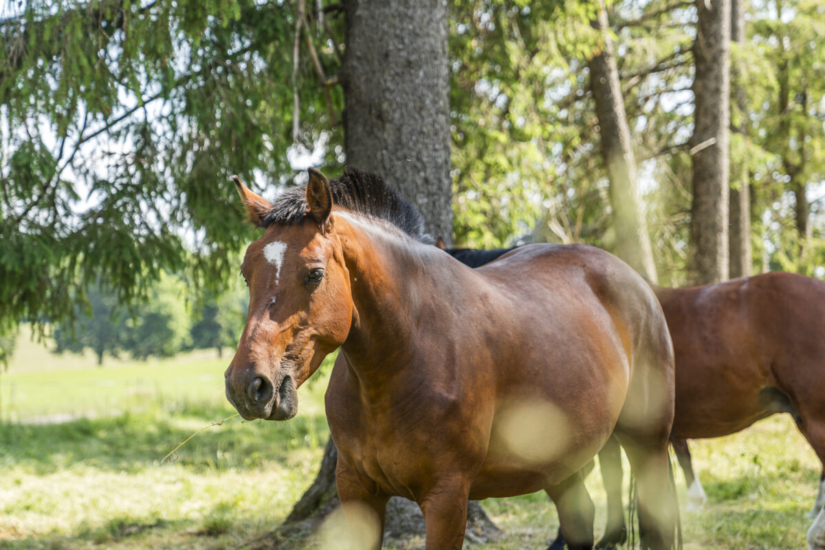 Freiberg Horses