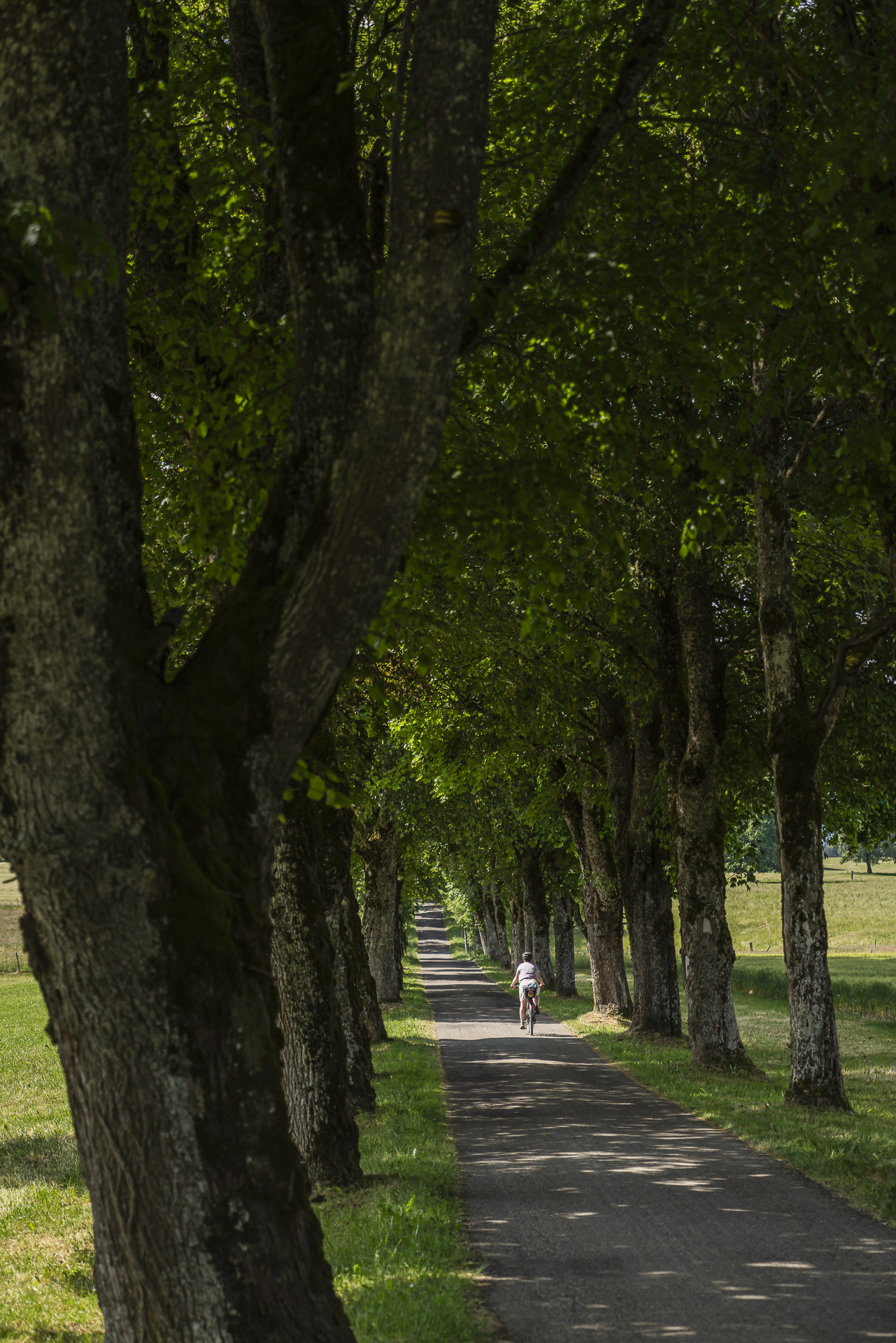 Avenue des Joux Franches-Montagnes