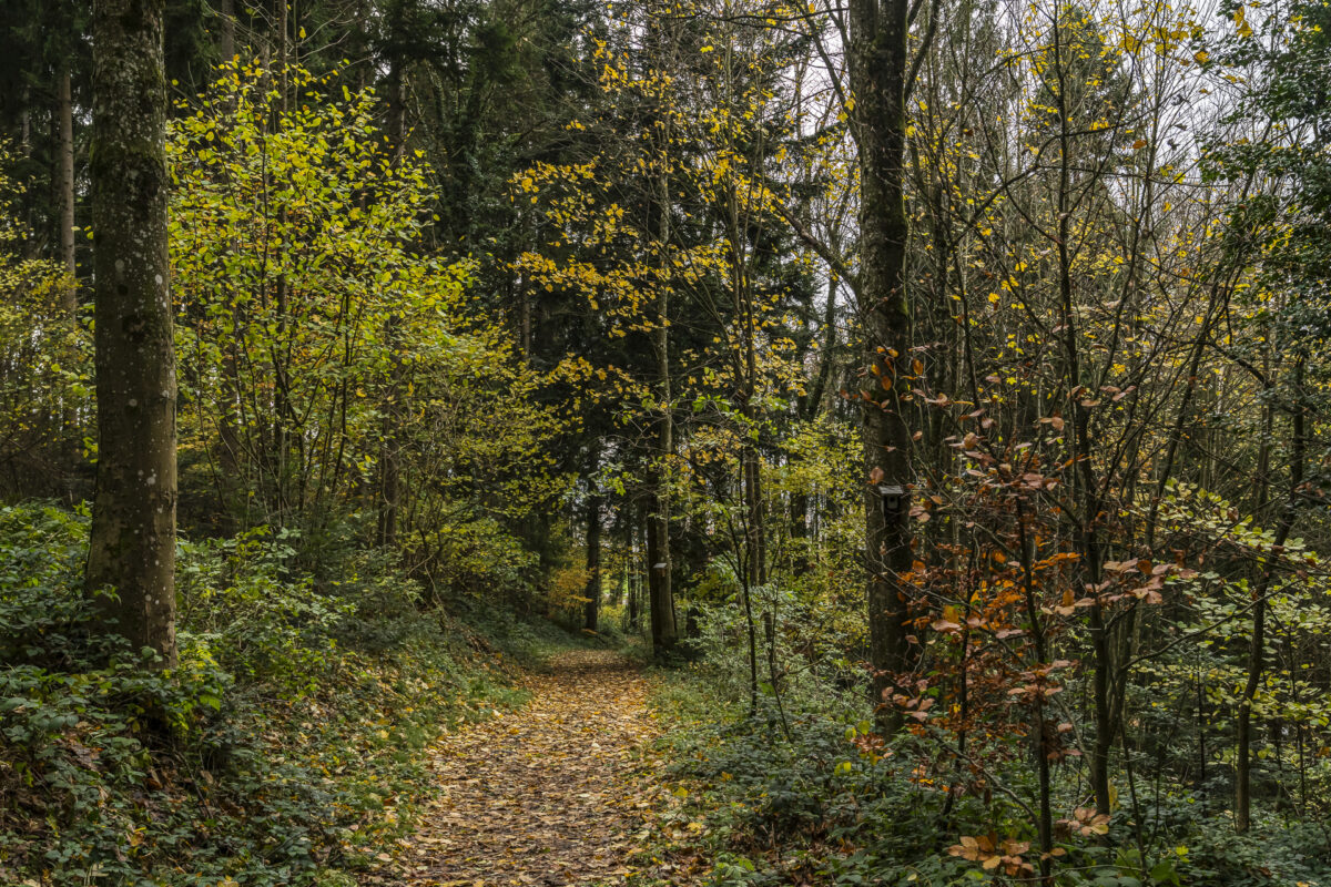 Forest near Rorschach