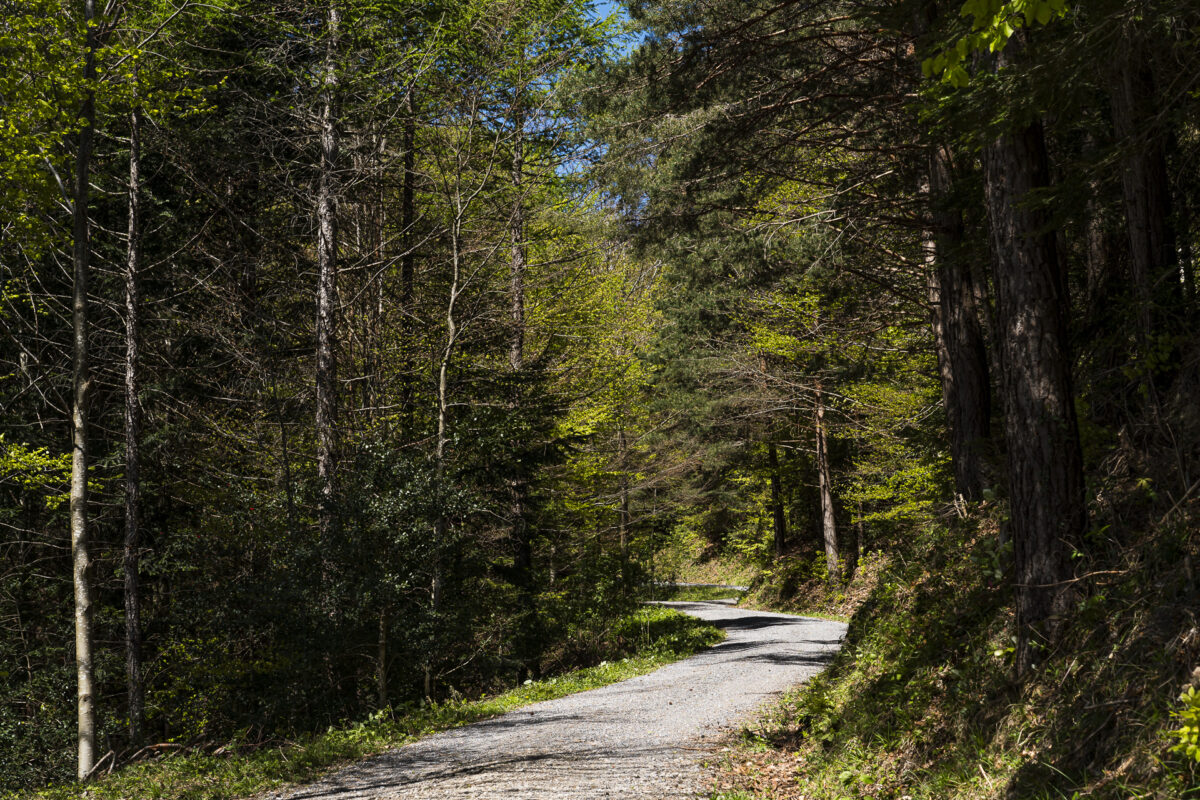 Waldweg bei Mohren