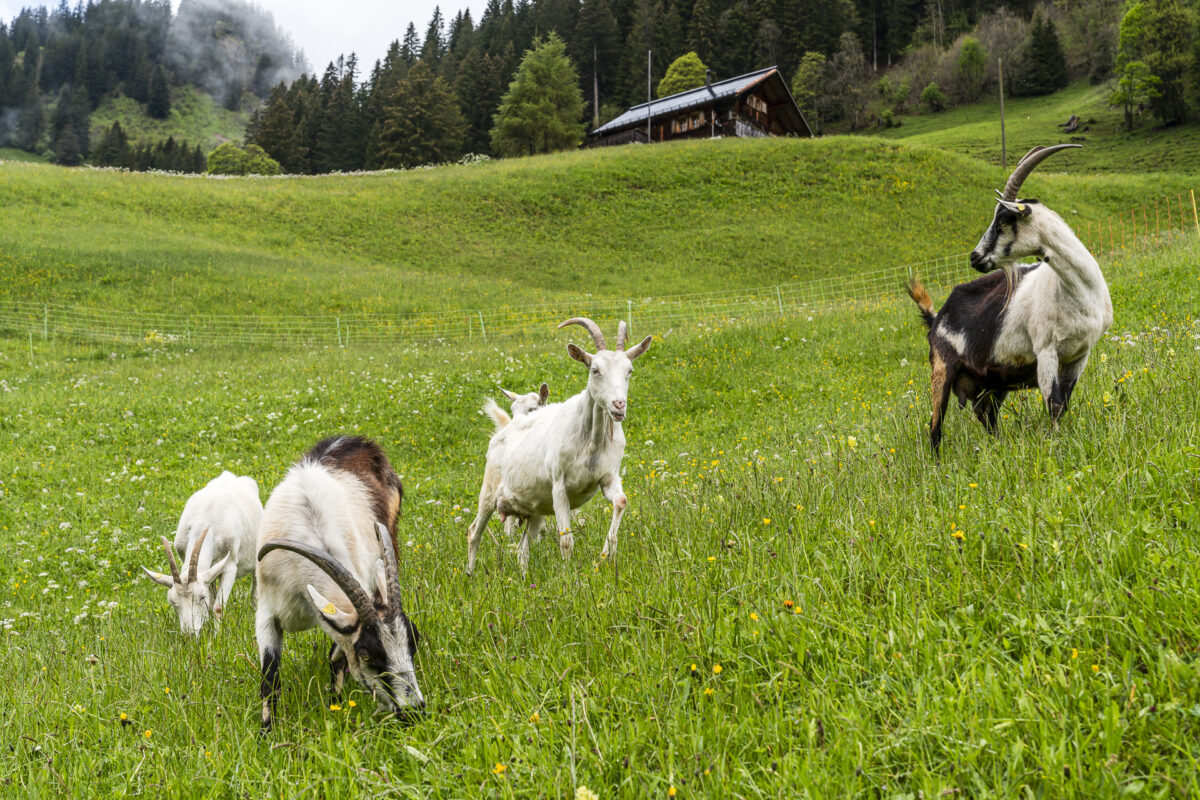 Goats in Abländschen
