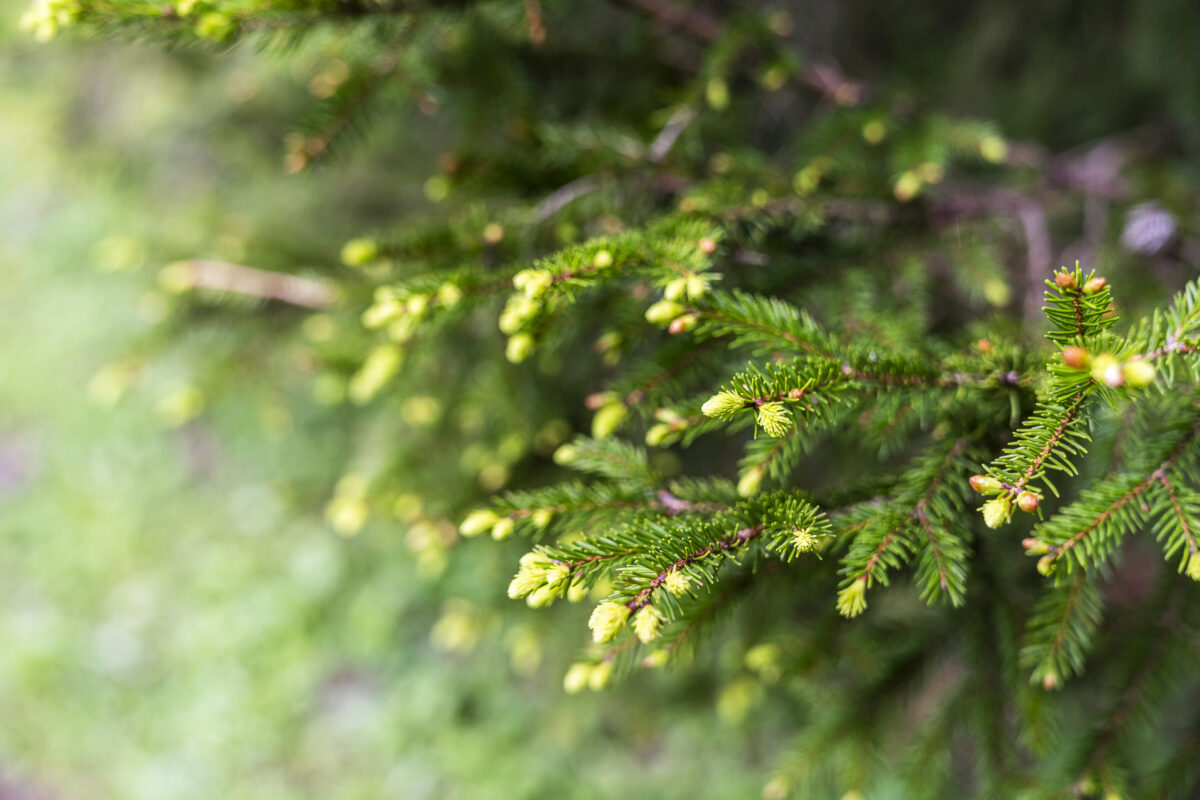 Fir tips in spring