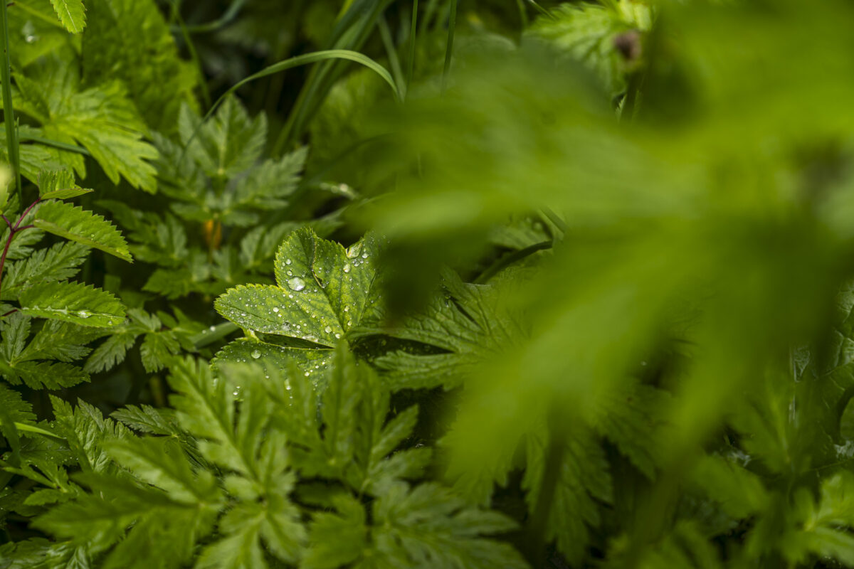 Raindrops on leaves