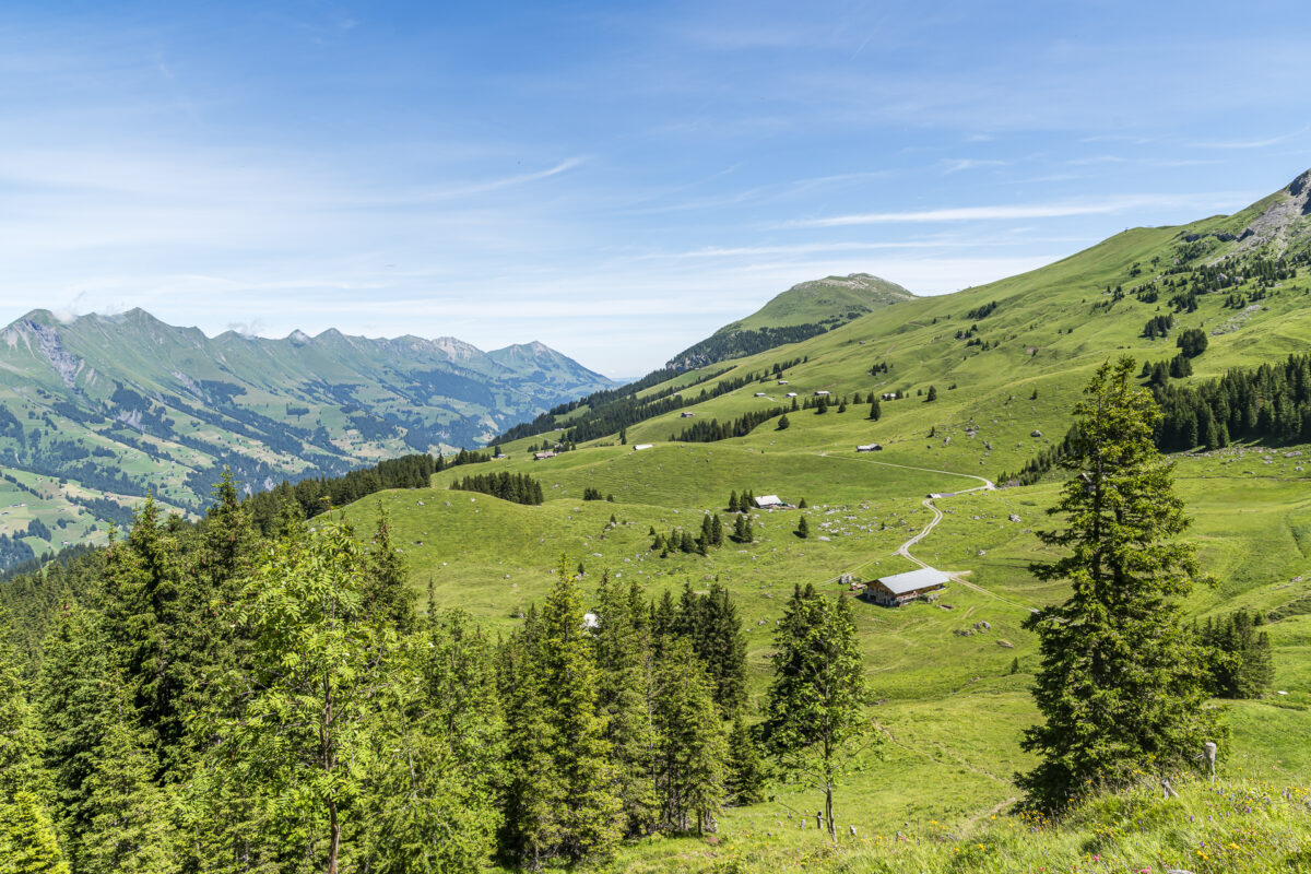 Alp Metsch