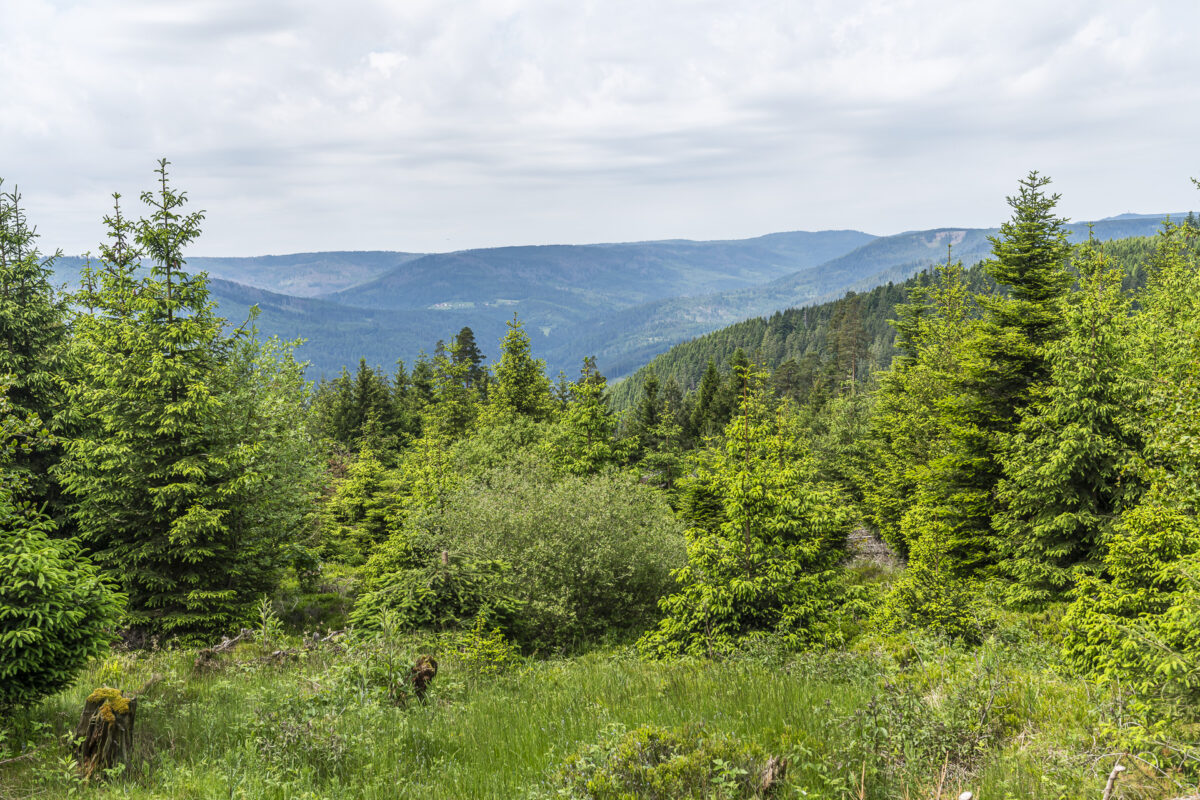 View over the Black Forest