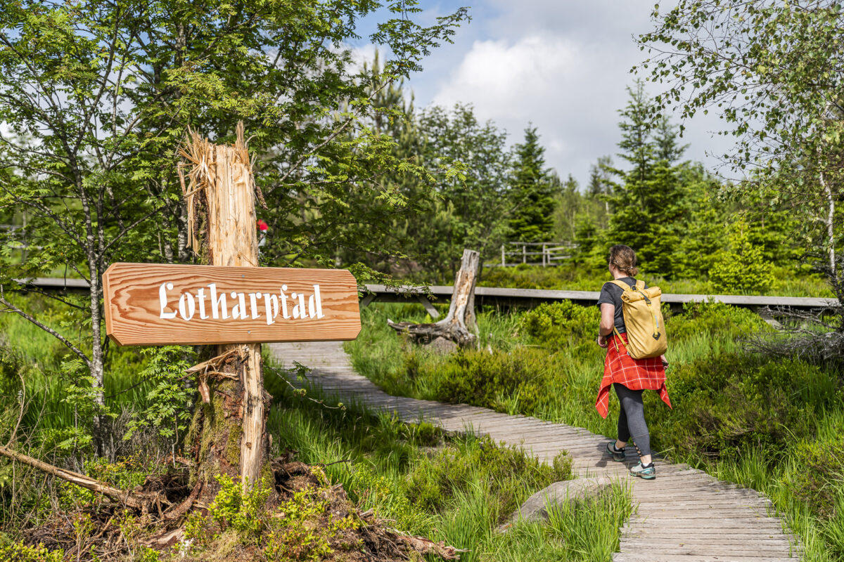 Lothar Path Black Forest