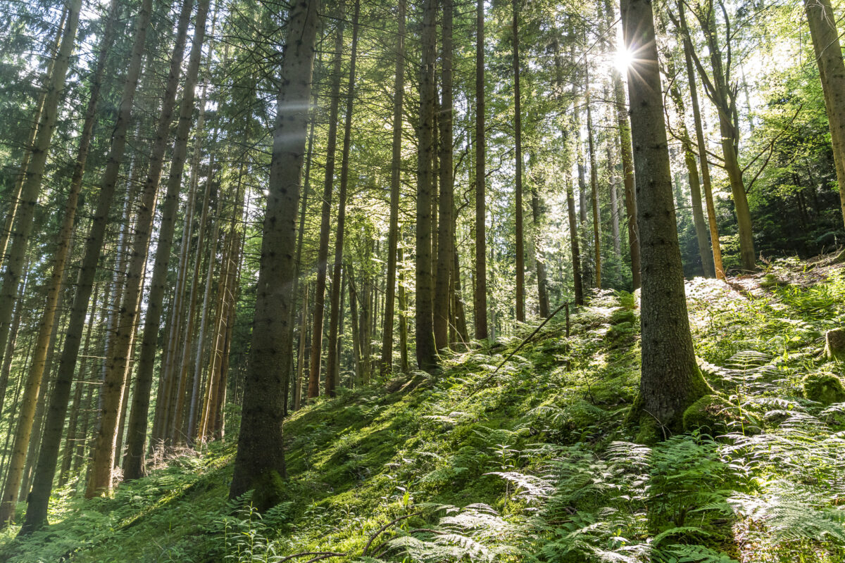 Black Forest Besenfeld