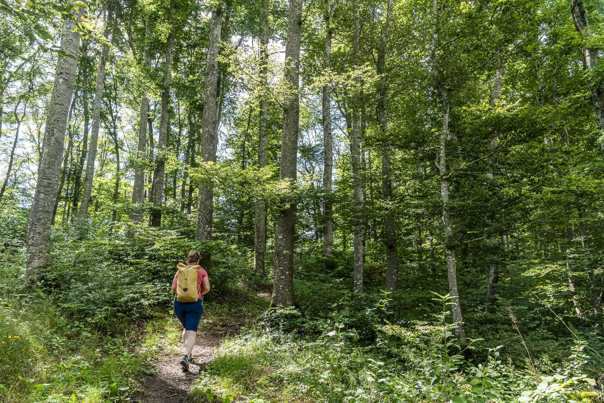 Wanderung im Wald