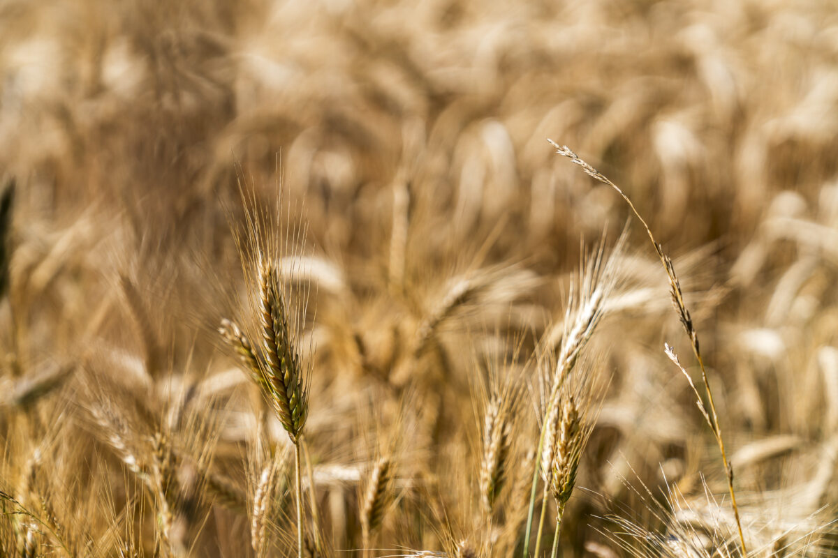 Summer wheat fields