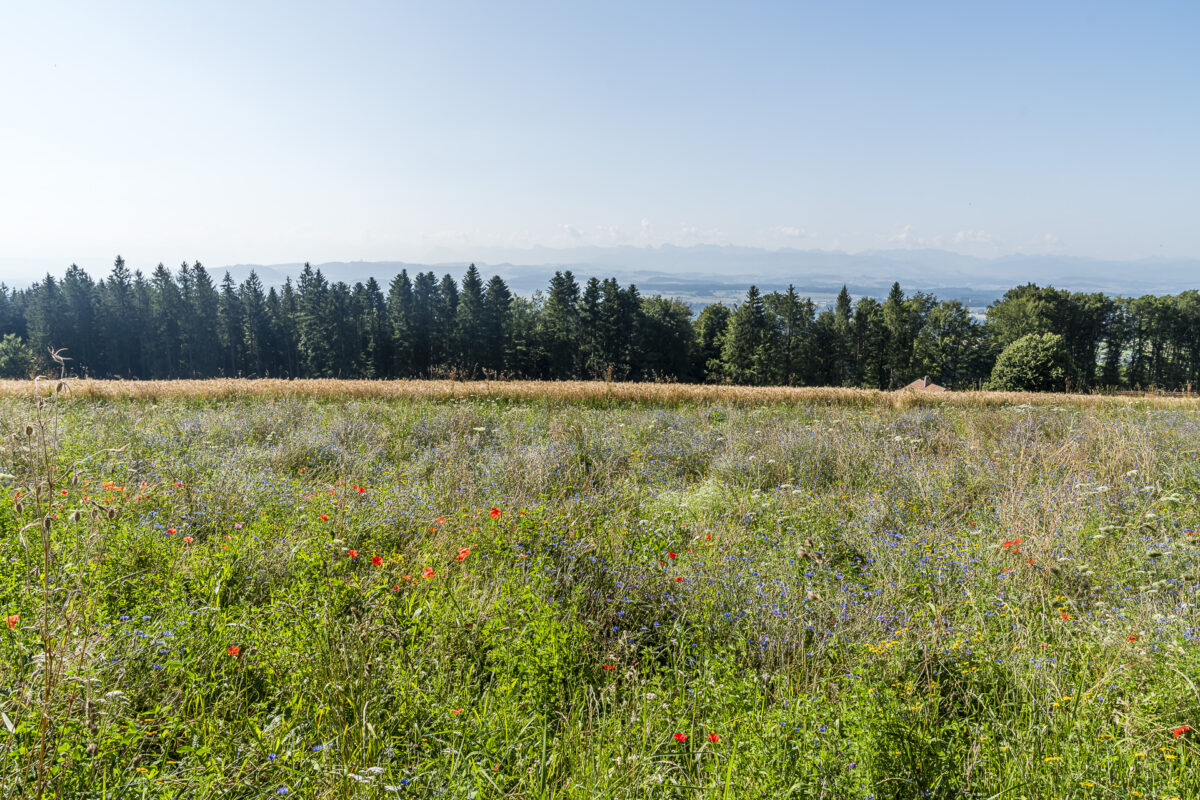 Distant view Frienisberg